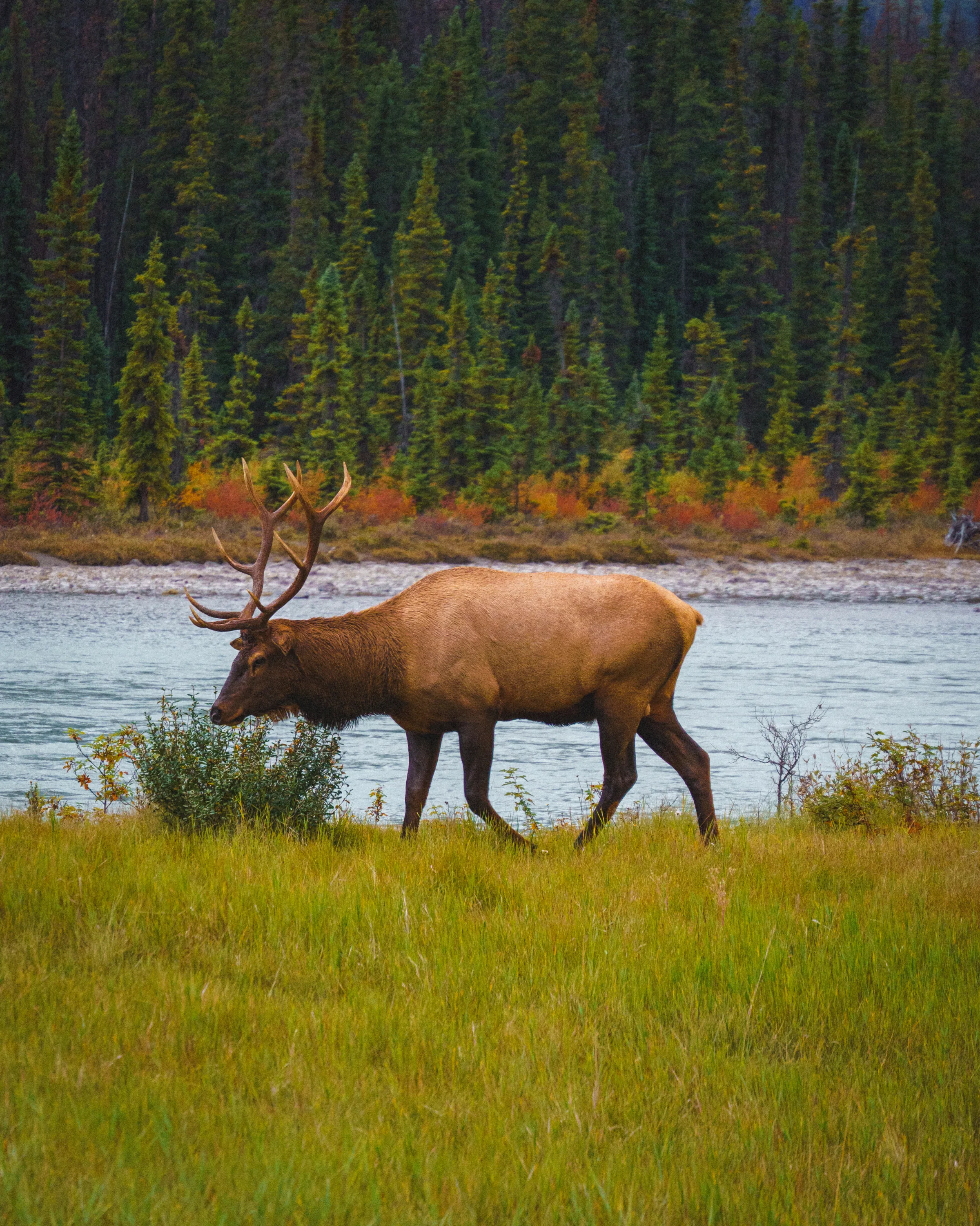An elk standing beside a river in Canada